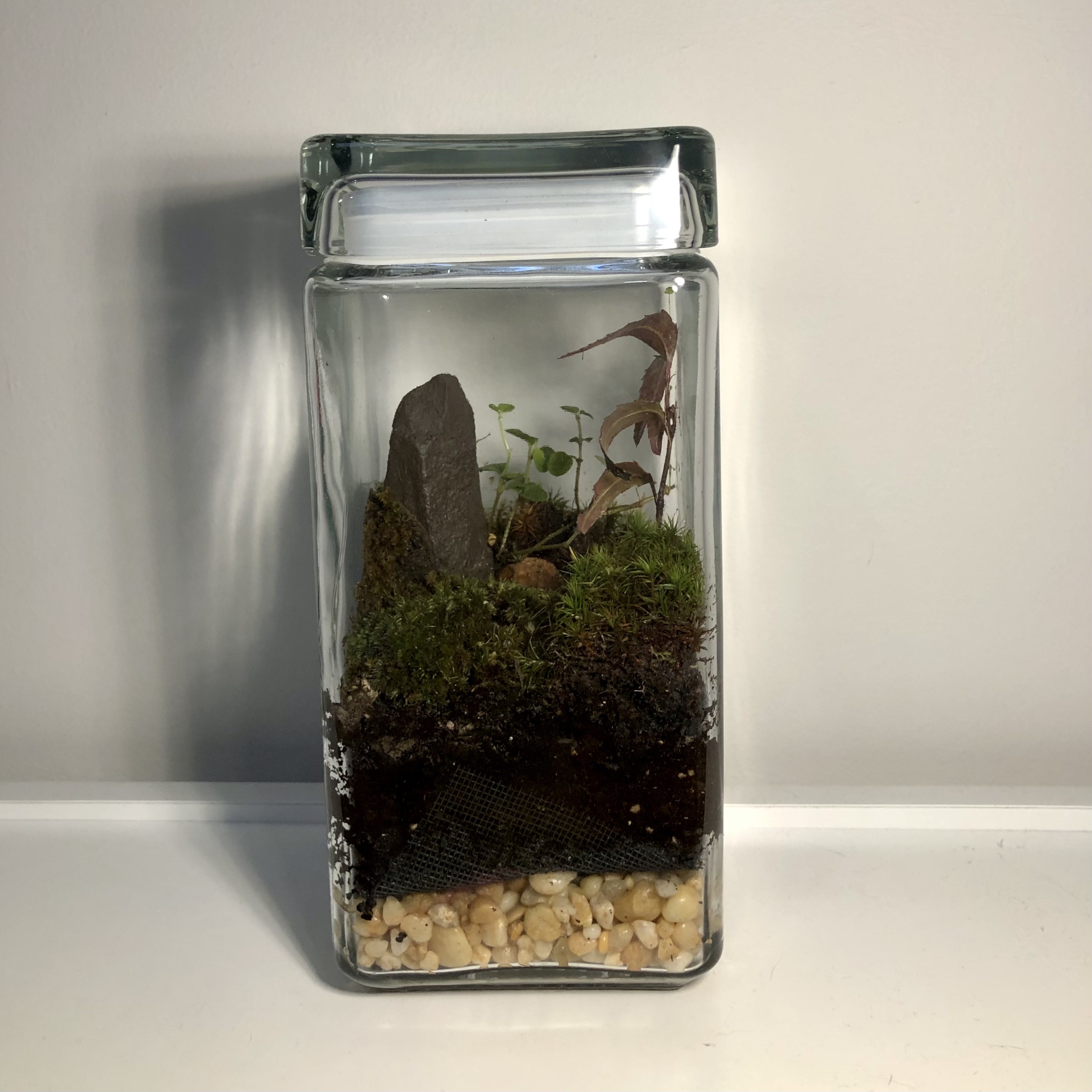 through the glass of the back view of the rectangular terrarium, there's gravel and soil at the bottom, and on top, there's a pointy rock on the left side, with moss and plants.