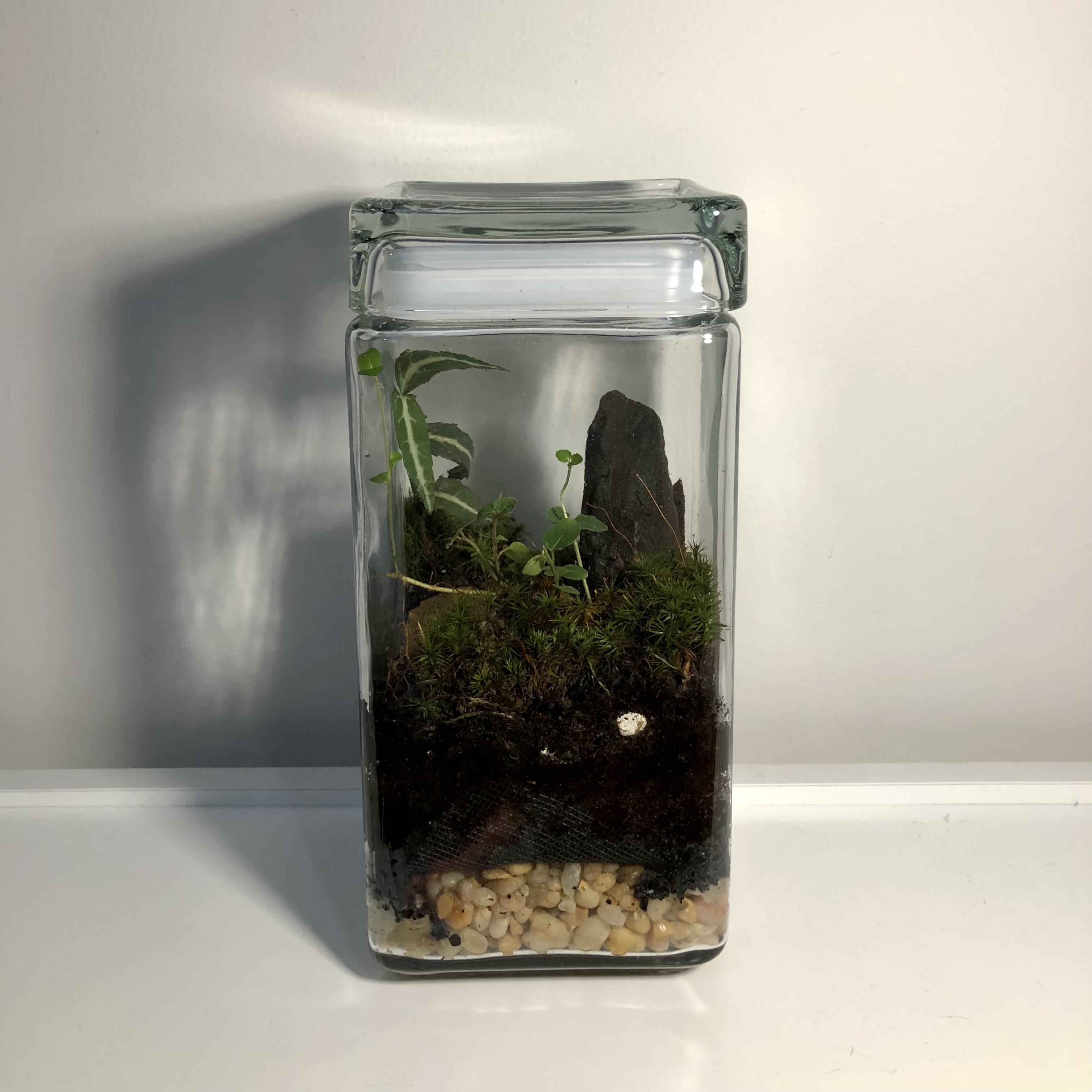 the front view of a rectangular terrarium - a glass jar with layers of gravel and soil on the bottom, with moss, small plants and a small rock positioned on the right side, on top.