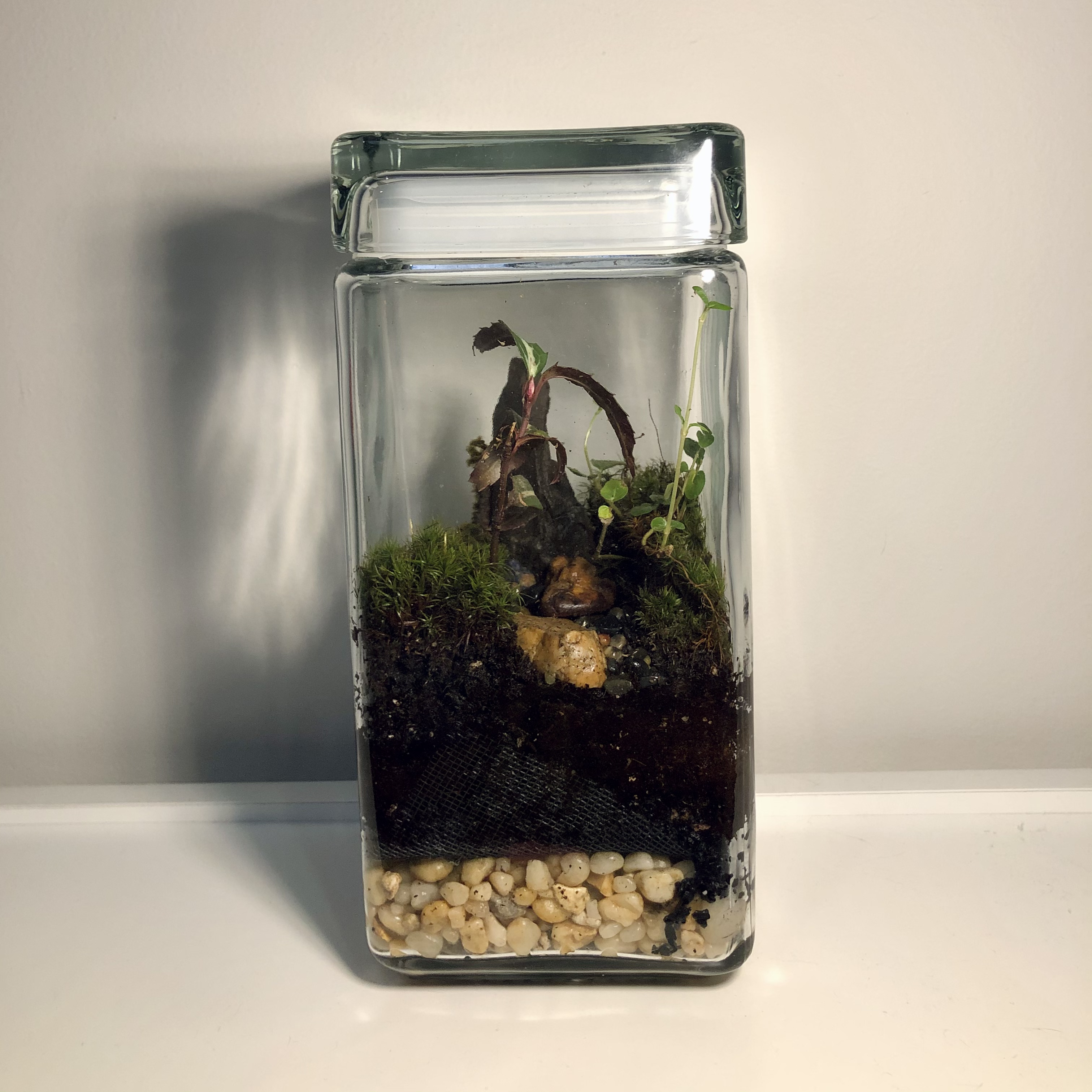 looking at the rectangular terrarium through the left side of the glass, there's layers of gravel and soil at the bottom, and on top there's moss on both sides, a yellow rock in the center and a small plant and pointy rock behind it.