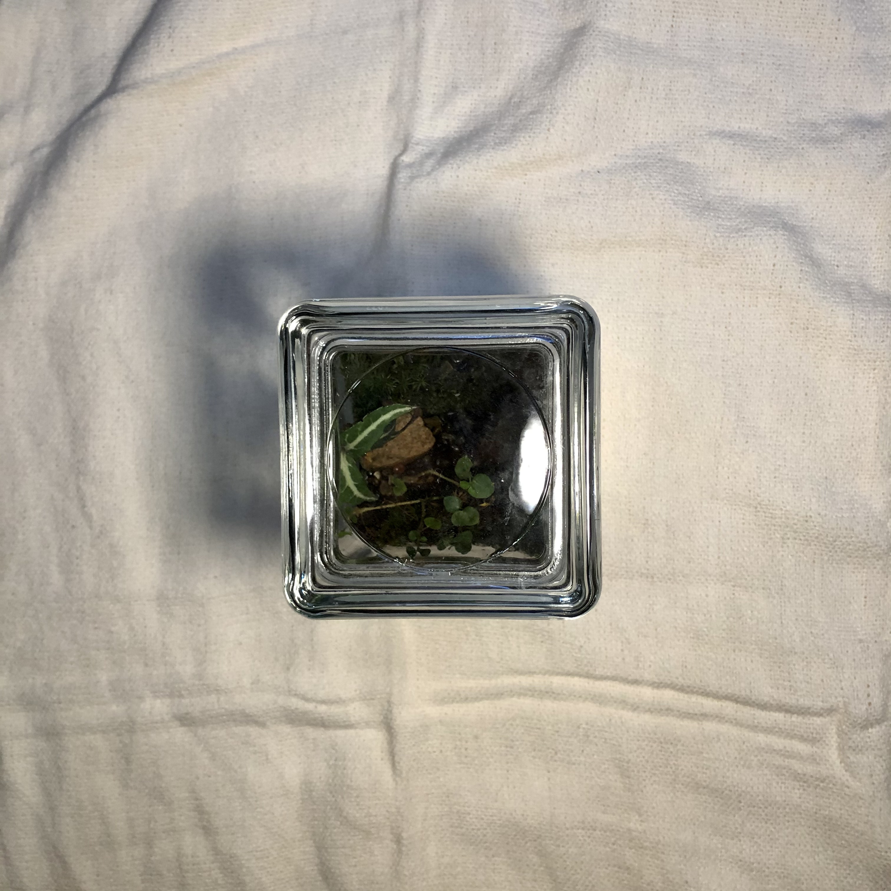 viewing the rectangular terrarium through the top square glass lid, there small plants, rocks, and moss.